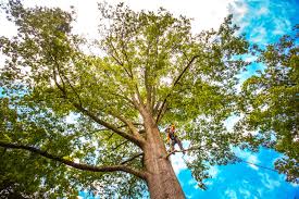 How Our Tree Care Process Works  in  Amboy, WA