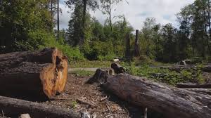 Best Tree Preservation Services  in Amboy, WA