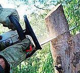 Best Tree Cabling and Bracing  in Amboy, WA