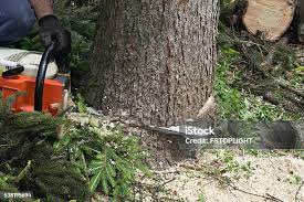 Best Commercial Tree Services  in Amboy, WA