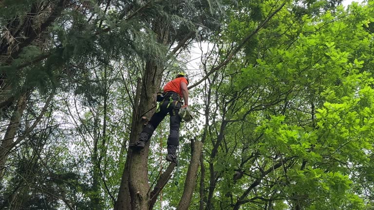 Best Fruit Tree Pruning  in Amboy, WA