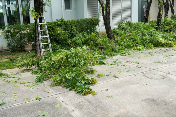 Best Stump Grinding and Removal  in Amboy, WA